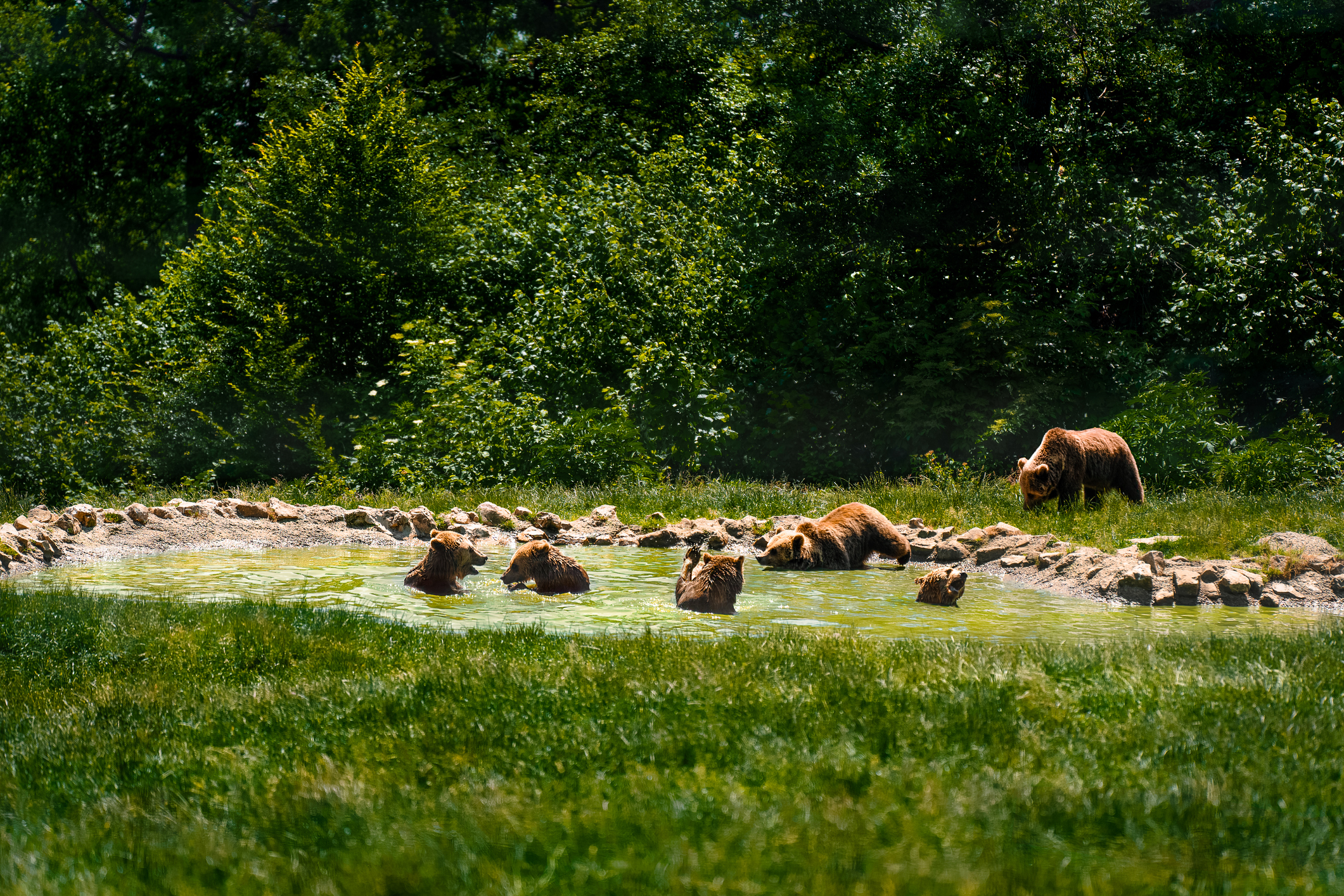 Bears in natural pool Photo taken in Zarnesti, Romania
