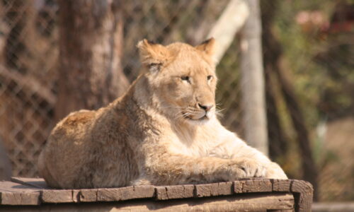 South Africa Johannesburg Lion Park (17) South Africa Lion