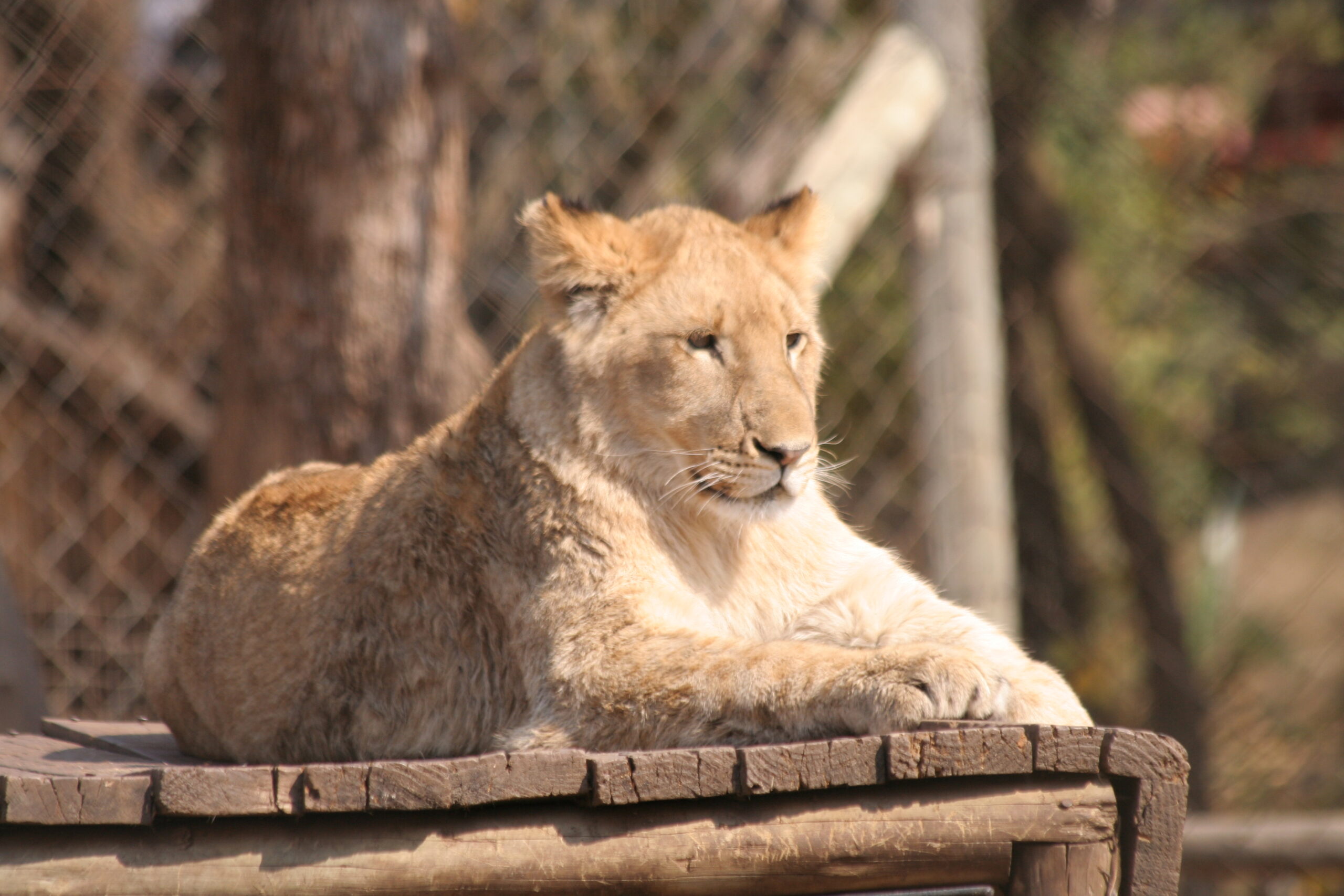 South Africa Lion
