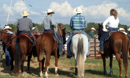 Texas_Rodeo_Horses Texas horses