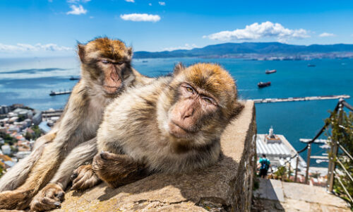 Barbary Macaques in Gibraltar. Barbary Macaques in Gibraltar.