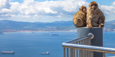Apes of Gibraltar