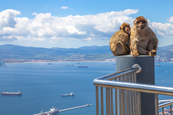 Apes of Gibraltar