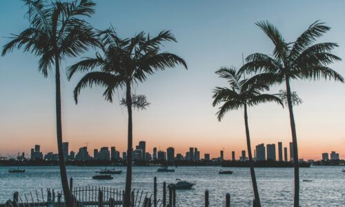 Palm Trees